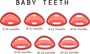 Tooth Eruption - Baby Teeth 